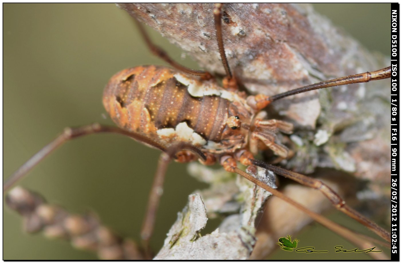 Dasylobus argentatus dal Lago di Baratz  130